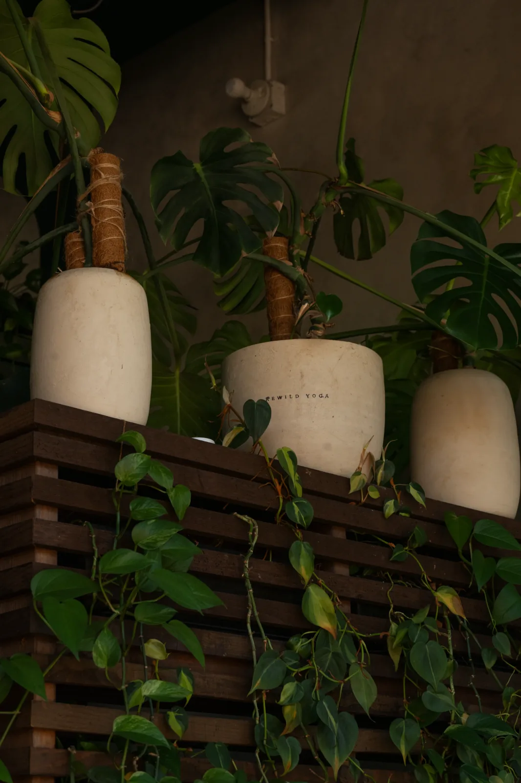 Plants at the REWILD studio