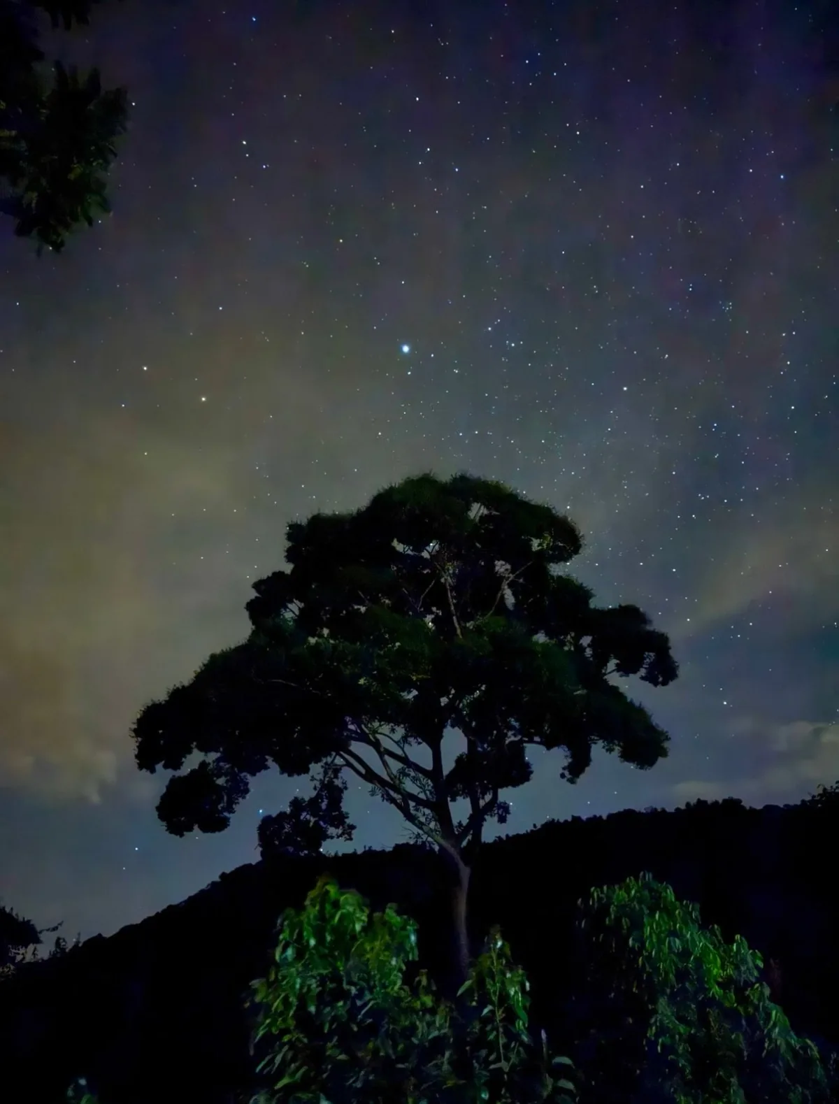 Star-filled sky above a silhouetted jungle tree